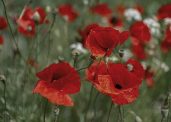 Lulja 4 petale mund të bëhet simbol përkujtimor i gjenocidit në Kosovë