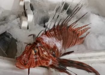 Helmi i tij është i rrezikshëm, ky është peshku që u kap në brendësi të gjirit të Vlorës