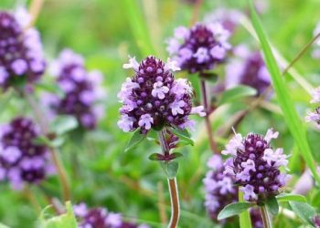 7 barishte që mund të ndihmojnë në luftimin e ftohjes dhe gripit