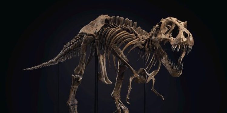 Një kafkë dinosauri u shit për shifra milionëshe
