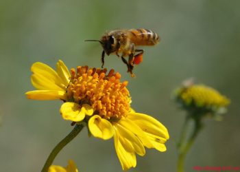 SHBA-ja ka miratuar përdorimin e vaksinës së parë në botë për bletët