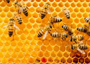 Trajnimi interesant tek bletët!