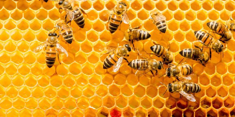 Trajnimi interesant tek bletët!