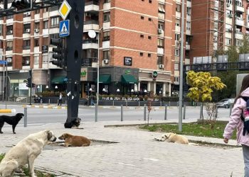 Problemit të qenve endacak në kryeqytet nuk po i vije fundi