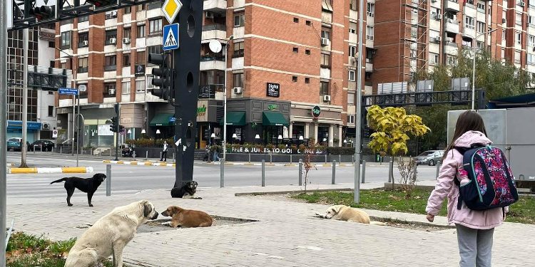 Problemit të qenve endacak në kryeqytet nuk po i vije fundi