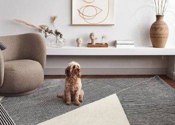 Çfarë duhet të hiqni nga shtëpia nëse keni vendosur të merrni qen në shtëpi?!