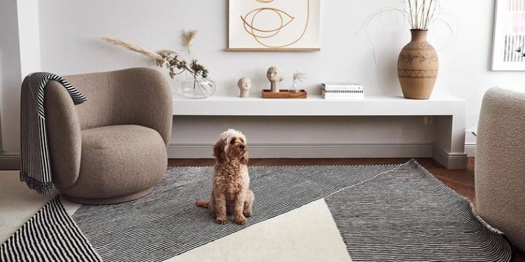 Çfarë duhet të hiqni nga shtëpia nëse keni vendosur të merrni qen në shtëpi?!