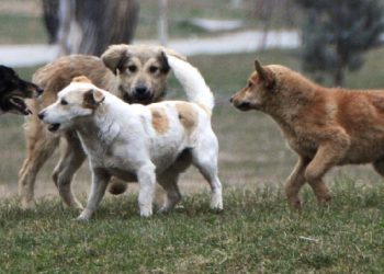 7 vjeçari sulmohet nga qentë endacakë në Ferizaj