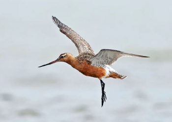 Zogu që thyen rekord botëror për migrimin më të gjatë pa ndalesë