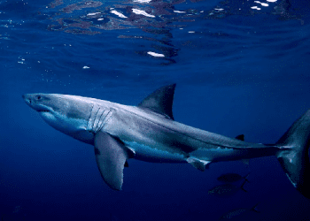 Vdes një 16 vjeçare u sulmua nga një peshkaqen