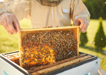 Qeveria amerikane aprovon vaksinën e parë në botë për mbrotjen e bletëve