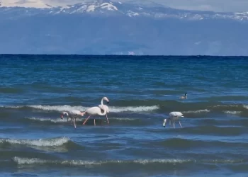 E mrekullueshme, mbërrijnë Flamingo në liqenin e Ohrit