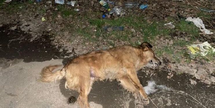 Hapet rasti pas raportimeve për helmimin e qenve në veri të Mitrovicës