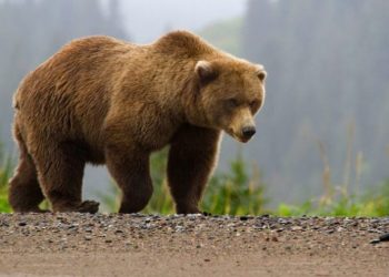 Sllovenia e vendos, për sigurinë e qytetarëve do të vrasë 230 arinj të murrmë