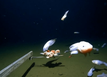 Në “fundin” e Oqeanit Paqësor zbulohen gjallesat e rralla me trup të tejdukshëm