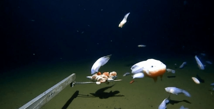 Në “fundin” e Oqeanit Paqësor zbulohen gjallesat e rralla me trup të tejdukshëm