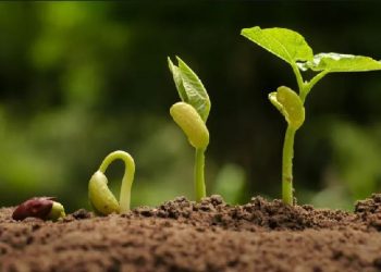 Dita Ndërkombëtare e Shëndetit të Bimëve