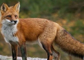 Numër i lartë i specieve në rrezik të zhdukjes në vitet e ardhshme