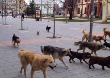 Kjo është gjendja shëndetësore e femiut që u sulmua nga qentë endacak