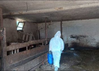 Agjencia e Ushqimit dhe Veterinarisë asgjëson 32 krerë gjedhe me sëmundje të Brucelozës