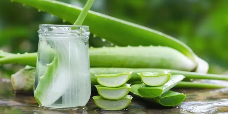 Cilat janë përfitimet shëndetësore të Aloe Vera