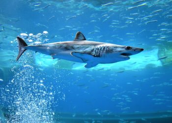 Kapet peshkaqeni i cili sulmoi për vdekje turistin në Egjipt