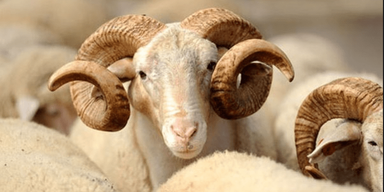 AUV bënë thirrje qytetarëve: Mos bëni therjen e kurbaneve në hapësira publike!