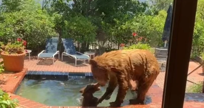 Edhe kjo ndodhë, 2 arinjë hyjnë e lahen në pishinë në një shtëpi në Amerikë