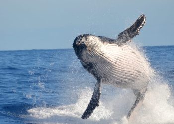 Sulme balenash mbi varka, shkencëtarët nuk është agresivitet sjellja e tyre