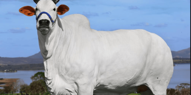 Nuk do ta besoni çmimin, ka dalur në ankand lopa më e shtrenjtë në botë