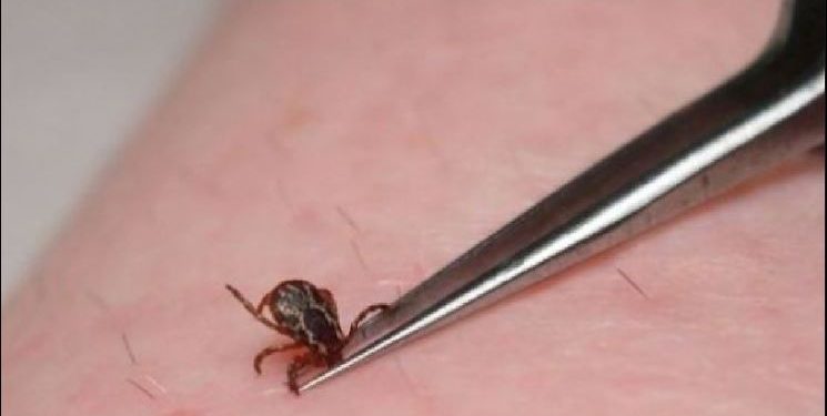 Kaq raste të pickimit nga rriqnat u shënuan këtë vit në Malishevë