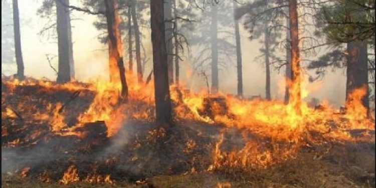 Njohës i çështjeve të emergjencave: Kosova është e rrezikuar nga zjarret