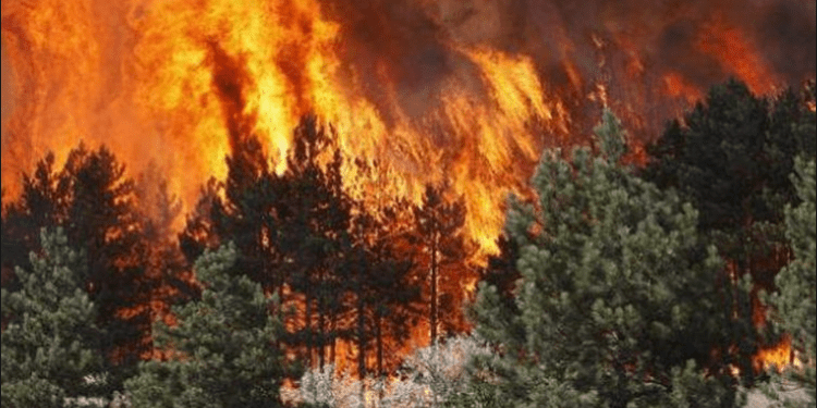 Zjarret masive në Mesdhe lënë të vdekur mbi 40 persona