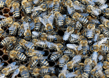 Vdes një burrë dhe lëndohen 4 persona, pas sulmit nga një tufë bletësh në një ceremoni mortore në Indi