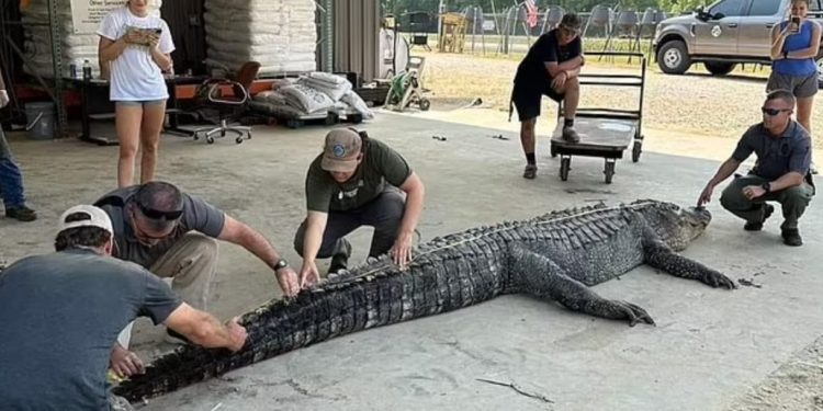 6 orë “luftë”, kapet aligatori përbindësh me peshë 360 kilogramë