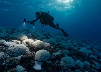 Nxehtësia po shkakton vdekje masive të bimëve dhe kafshëve nëpër oqeane