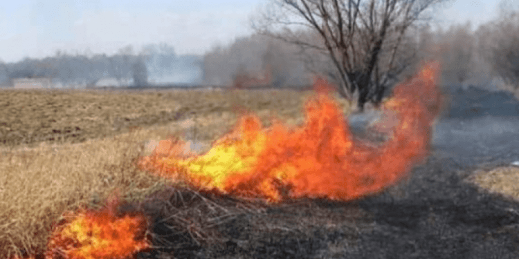 Obiliq, dikush ia vuri flakë, i dëmtohet ara me 1200 të mbjella me arra