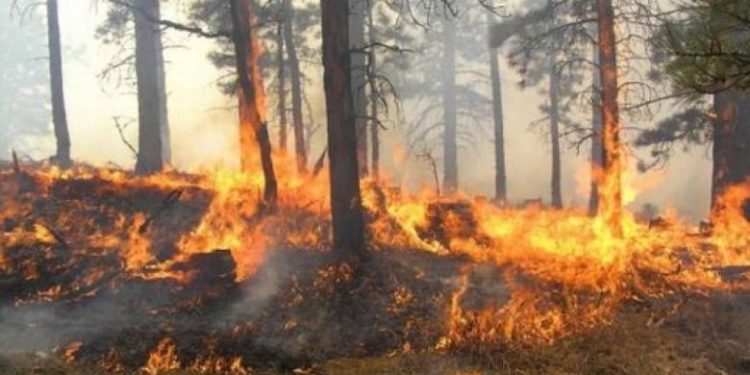 Gjendje alarmante në Havai, Spitale të mbingarkuar nga persona që kërkojnë ndihmë