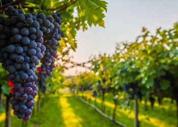 Vreshtarët të paknaqur, shiu dëmtoi rrushin!