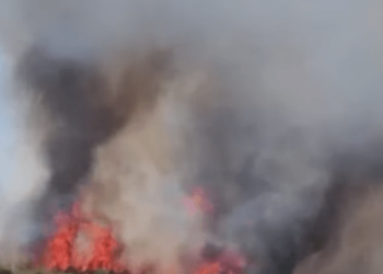 Lushnjë, zjarri vihet nën kontrollë në kodrën me ullinjë