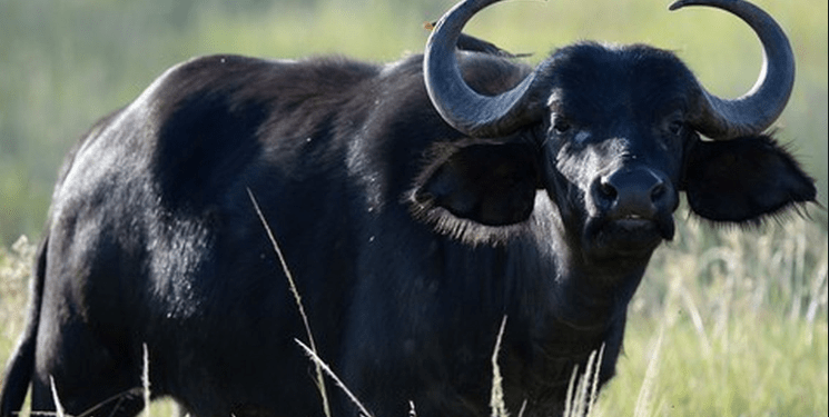 Një dramë për bullicën