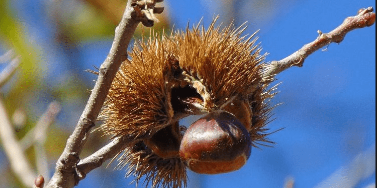 Pylli i Gështenjave të Reҫit, koha më e mirë për ta vizituar