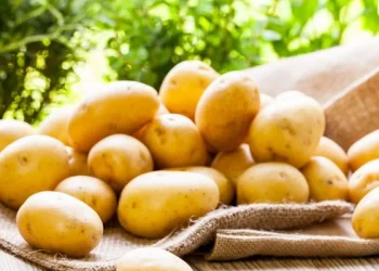 Patatja e Kukësit rrezikon të mos kultivohet më, përshkak të kushteve klimatike