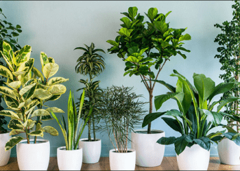 Ja si t’i mbroni lulet nga moti i ftohtë në stinën e dimrit