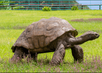 Ja sa vjeç mbushi breshka gjigande e Seychelles duke u bërë kafsha më e vjetër në tokë