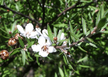 Çfarë është ky produkt, ku 230 gramë i saj kushton 2.000 euro!
