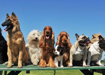 Fakte për shtazët të cilat do t’ju befasojnë dhe do t’ju argëtojnë pa masë