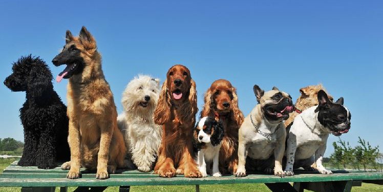 Fakte për shtazët të cilat do t’ju befasojnë dhe do t’ju argëtojnë pa masë