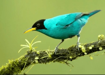 A keni dëgjuar ndonjë herë për këtë zog të veçantë?
