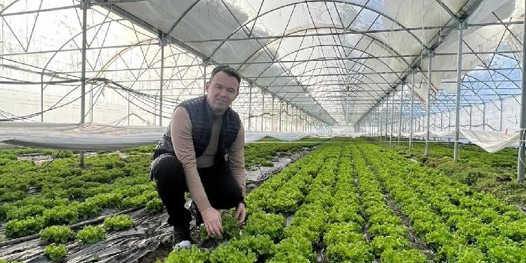 Peci: Në Vushtrri kanë mbjellë sallatë të gjelbër në sera në sipërfaqe prej 1.5 hektar